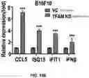 Fig. 72 - COMPOSITIONS AND METHODS FOR ENHANCING CANCER IMMUNE CHECKPOINT THERAPY