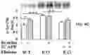 Fig. 09 - APKC inhibitors and methods of treating a neurodegenerative disease or disorder