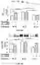 Fig. 10 - APKC inhibitors and methods of treating a neurodegenerative disease or disorder