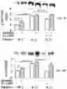 Fig. 11 - APKC inhibitors and methods of treating a neurodegenerative disease or disorder