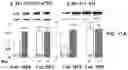 Fig. 18 - APKC inhibitors and methods of treating a neurodegenerative disease or disorder
