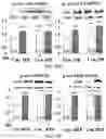 Fig. 20 - APKC inhibitors and methods of treating a neurodegenerative disease or disorder