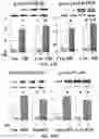 Fig. 24 - APKC inhibitors and methods of treating a neurodegenerative disease or disorder