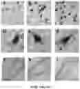 Fig. 28 - APKC inhibitors and methods of treating a neurodegenerative disease or disorder