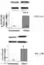 Fig. 34 - APKC inhibitors and methods of treating a neurodegenerative disease or disorder
