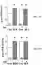 Fig. 44 - APKC inhibitors and methods of treating a neurodegenerative disease or disorder