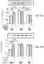 Fig. 54 - APKC inhibitors and methods of treating a neurodegenerative disease or disorder