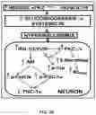 Fig. 57 - APKC inhibitors and methods of treating a neurodegenerative disease or disorder