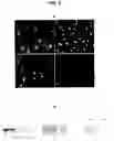 Fig. 03 - PHARMACEUTICAL COMPOSITION AND METHOD FOR REGENERATING MYOFIBERS IN THE TREATMENT OF MUSCLE INJURIES
