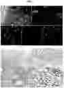 Fig. 04 - PHARMACEUTICAL COMPOSITION AND METHOD FOR REGENERATING MYOFIBERS IN THE TREATMENT OF MUSCLE INJURIES