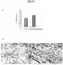 Fig. 07 - PHARMACEUTICAL COMPOSITION AND METHOD FOR REGENERATING MYOFIBERS IN THE TREATMENT OF MUSCLE INJURIES