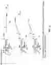 Fig. 09 - Galactopyranosyl-cyclohexyl derivatives as e-selectin antagonists