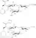 Fig. 33 - Galactopyranosyl-cyclohexyl derivatives as e-selectin antagonists