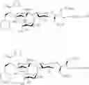 Fig. 66 - Galactopyranosyl-cyclohexyl derivatives as e-selectin antagonists