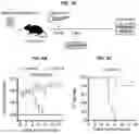 Fig. 08 - COMPOSITIONS AND METHODS FOR TREATING, AMELIORATING, AND/OR PREVENTING VIRAL INFECTIONS