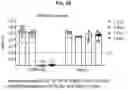 Fig. 18 - COMPOSITIONS AND METHODS FOR TREATING, AMELIORATING, AND/OR PREVENTING VIRAL INFECTIONS