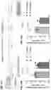 Fig. 56 - COMPOSITIONS AND METHODS FOR TREATING, AMELIORATING, AND/OR PREVENTING VIRAL INFECTIONS