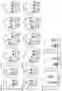 Fig. 14 - AIM2 INHIBITORS AND USES THEREOF