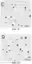 Fig. 05 - Biosynthesis of Selenium Nanoparticles Having Antimicrobial Activity