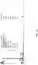 Fig. 07 - Biosynthesis of Selenium Nanoparticles Having Antimicrobial Activity