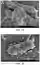 Fig. 11 - Biosynthesis of Selenium Nanoparticles Having Antimicrobial Activity