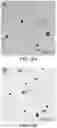 Fig. 15 - Biosynthesis of Selenium Nanoparticles Having Antimicrobial Activity