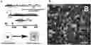 Fig. 01 - Methods of treating optic nerve diseases using neural progenitor cell growth factors