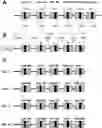 Fig. 01 - Multicistronic miRNA delivery for cardiac reprogramming