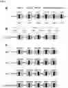 Fig. 02 - Multicistronic miRNA delivery for cardiac reprogramming