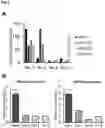 Fig. 03 - Multicistronic miRNA delivery for cardiac reprogramming