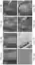 Fig. 07 - Salivary Gland Cell Sheets and Methods for their Production and Use