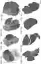Fig. 08 - Salivary Gland Cell Sheets and Methods for their Production and Use