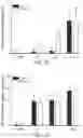 Fig. 14 - Salivary Gland Cell Sheets and Methods for their Production and Use