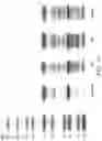 Fig. 17 - Salivary Gland Cell Sheets and Methods for their Production and Use