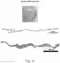 Fig. 18 - Salivary Gland Cell Sheets and Methods for their Production and Use