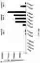 Fig. 09 - METHODS AND COMPOSITIONS FOR CELL THERAPY