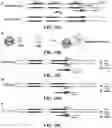 Fig. 14 - METHODS AND COMPOSITIONS FOR CELL THERAPY