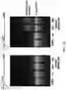 Fig. 19 - METHODS AND COMPOSITIONS FOR CELL THERAPY