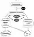 Fig. 02 - COMPOSITIONS AND METHODS FOR PREVENTING THE PROLIFERATION AND EPITHELIAL-MESENCHYMAL TRANSITION OF EPITHELIAL CELLS