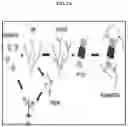 Fig. 03 - COMPOSITIONS AND METHODS FOR PREVENTING THE PROLIFERATION AND EPITHELIAL-MESENCHYMAL TRANSITION OF EPITHELIAL CELLS
