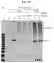 Fig. 06 - COMPOSITIONS AND METHODS FOR PREVENTING THE PROLIFERATION AND EPITHELIAL-MESENCHYMAL TRANSITION OF EPITHELIAL CELLS