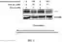 Fig. 03 - COMPOSITIONS AND METHODS FOR CANCER THERAPY