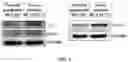 Fig. 05 - COMPOSITIONS AND METHODS FOR CANCER THERAPY