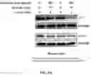 Fig. 06 - COMPOSITIONS AND METHODS FOR CANCER THERAPY