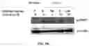 Fig. 07 - COMPOSITIONS AND METHODS FOR CANCER THERAPY