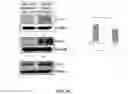 Fig. 08 - COMPOSITIONS AND METHODS FOR CANCER THERAPY
