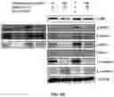 Fig. 09 - COMPOSITIONS AND METHODS FOR CANCER THERAPY