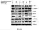 Fig. 10 - COMPOSITIONS AND METHODS FOR CANCER THERAPY