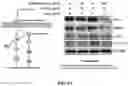 Fig. 11 - COMPOSITIONS AND METHODS FOR CANCER THERAPY