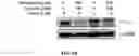 Fig. 12 - COMPOSITIONS AND METHODS FOR CANCER THERAPY